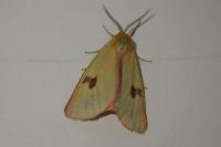 Diacrisia sannio
