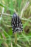 Emmelia trabealis