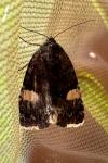 Tyta luctuosa
