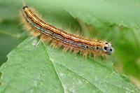 Malacosoma neustria