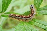 Malacosoma neustria