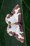 Lomaspilis marginata