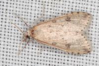 Udea numeralis
