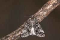 Acronicta megacephala