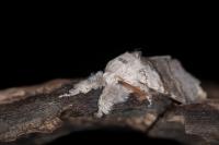 Calliteara pudibunda