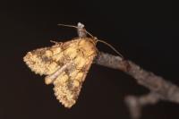 Conisania luteago olbiena