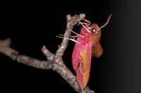 Deilephila porcellus