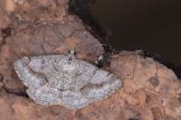 Digrammia rippertaria