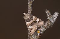 Drasteria cailino