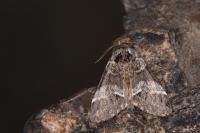 Drymonia dodonaea