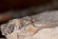 Notodonta tritophus