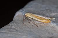 Wittia sororcula