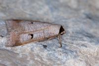 Lygephila pastinum