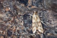 Homoeosoma sinuella