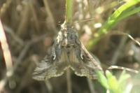 Autographa gamma