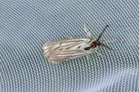 Spiris striata