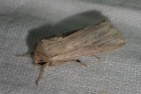 Mythimna riparia