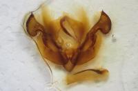 Mythimna riparia