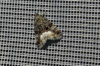 Deltote pygarga