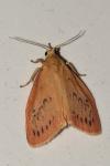 Miltochrista miniata