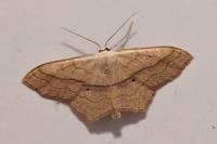 Scopula imitaria