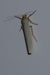 Eilema caniola
