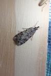 Scoparia