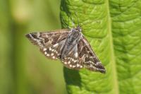 Euclidia mi