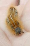 Malacosoma castrense