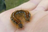 Malacosoma castrense