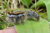 Malacosoma neustria