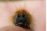 Malacosoma neustria