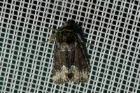 Oligia