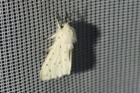 Spilosoma lubricipeda
