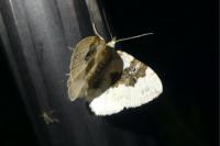 Xanthorhoe montanata