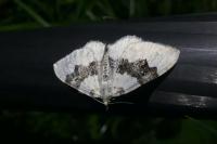 Xanthorhoe montanata