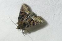 Oligia strigilis/versicolor