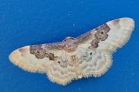 Idaea rusticata