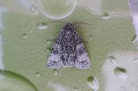 Acronicta megacephala