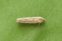 Ematheudes punctella