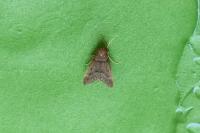 Bostra obsoletalis