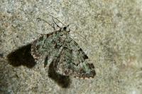 Pasiphila rectangulata