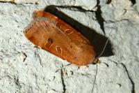 Noctua interposita
