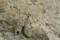 Charissa mucidaria