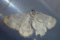 Charissa mucidaria