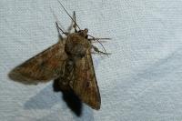 Apamea sordens
