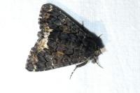 Catephia alchymista
