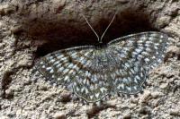 Scopula tessellaria