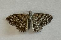 Scopula tessellaria