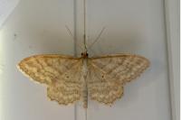 Idaea ochrata